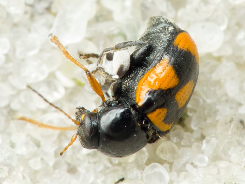 Cryptocephalus (Cryptocephalus) octacosmus Bedel, 1891